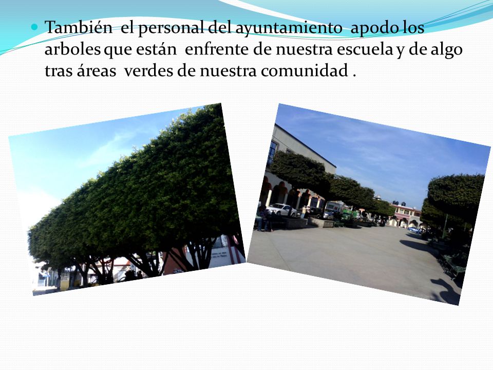 También el personal del ayuntamiento apodo los arboles que están enfrente de nuestra escuela y de algo tras áreas verdes de nuestra comunidad .