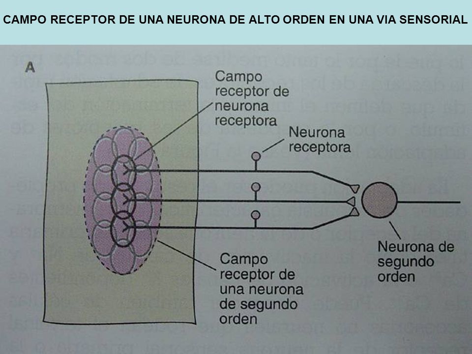 CAMPO RECEPTOR DE UNA NEURONA DE ALTO ORDEN EN UNA VIA SENSORIAL