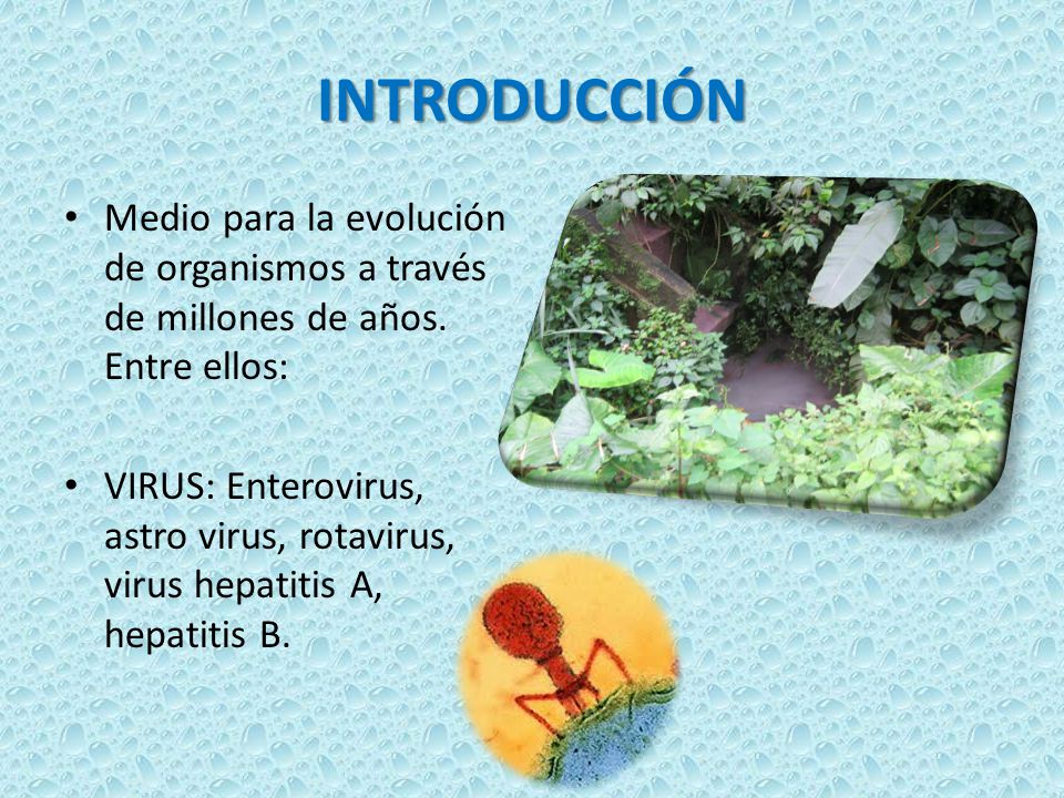 INTRODUCCIÓN Medio para la evolución de organismos a través de millones de años. Entre ellos: