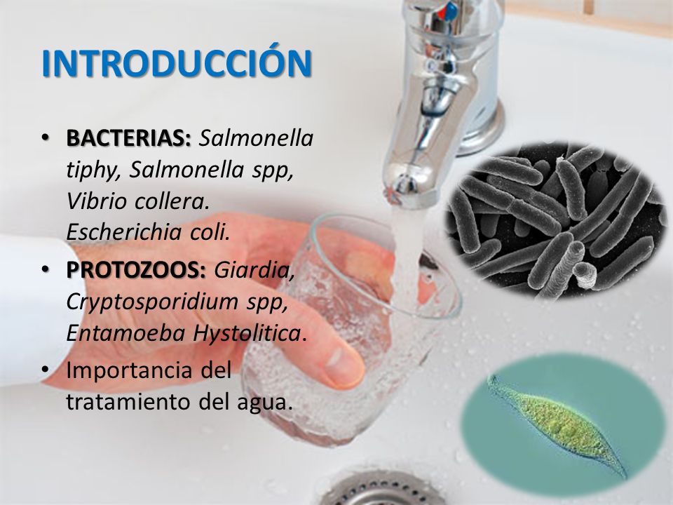 INTRODUCCIÓN BACTERIAS: Salmonella tiphy, Salmonella spp, Vibrio collera. Escherichia coli.