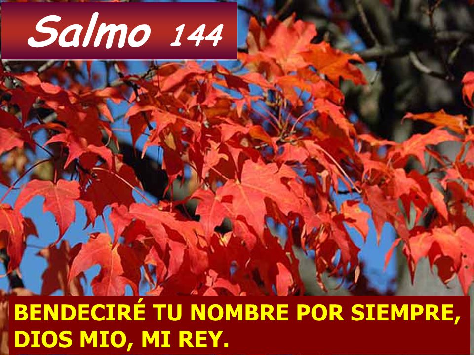 Salmo 144 BENDECIRÉ TU NOMBRE POR SIEMPRE, DIOS MIO, MI REY.