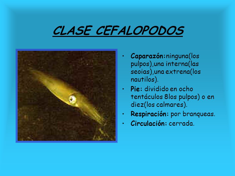 CLASE CEFALOPODOS Caparazón:ninguna(los pulpos),una interna(las seoias),una extrena(los nautilos).