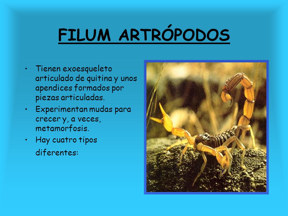 FILUM ARTRÓPODOS Tienen exoesqueleto articulado de quitina y unos apendices formados por piezas articuladas.