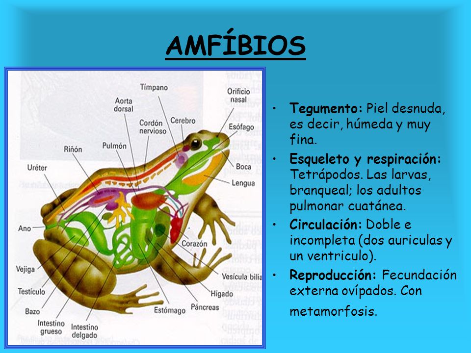 AMFÍBIOS Tegumento: Piel desnuda, es decir, húmeda y muy fina.