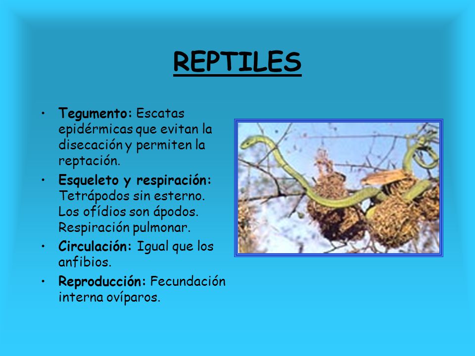 REPTILES Tegumento: Escatas epidérmicas que evitan la disecación y permiten la reptación.