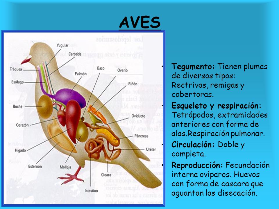 AVES Tegumento: Tienen plumas de diversos tipos: Rectrivas, remigas y cobertoras.