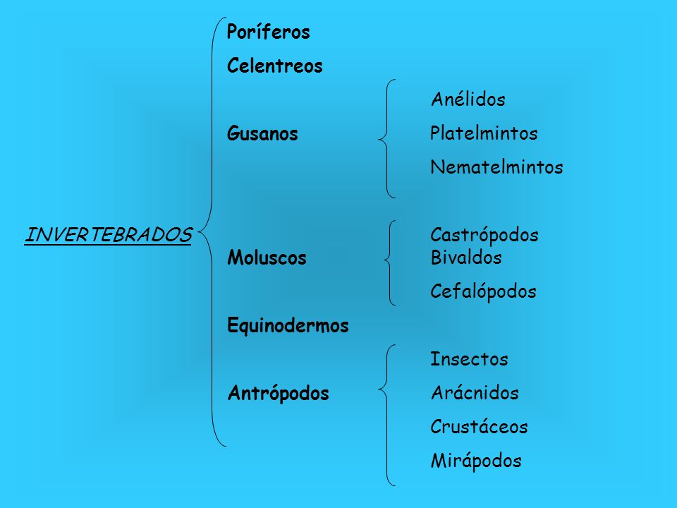 Poríferos Celentreos. Anélidos. Gusanos Platelmintos. Nematelmintos. INVERTEBRADOS Castrópodos Moluscos Bivaldos.