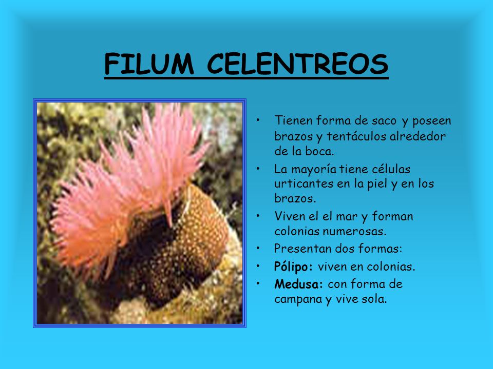 FILUM CELENTREOS Tienen forma de saco y poseen brazos y tentáculos alrededor de la boca.