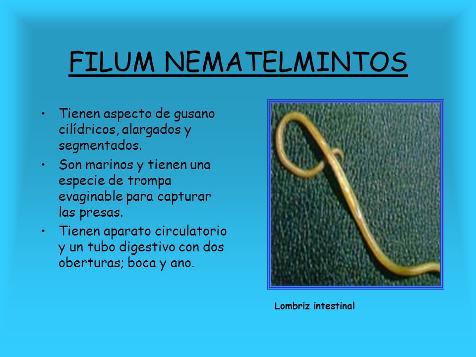 FILUM NEMATELMINTOS Tienen aspecto de gusano cilídricos, alargados y segmentados.