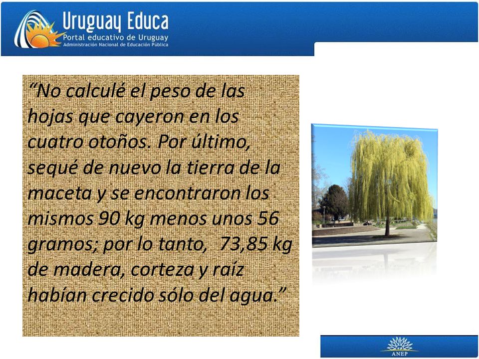 No calculé el peso de las hojas que cayeron en los cuatro otoños
