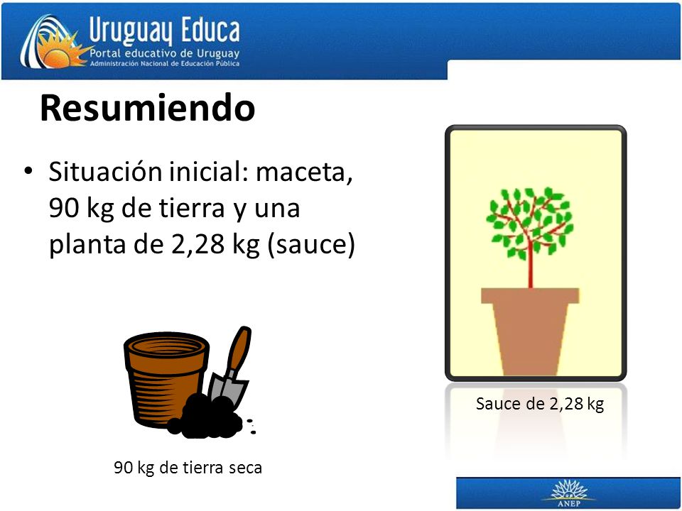 Resumiendo Sauce de 2,28 kg. Situación inicial: maceta, 90 kg de tierra y una planta de 2,28 kg (sauce)