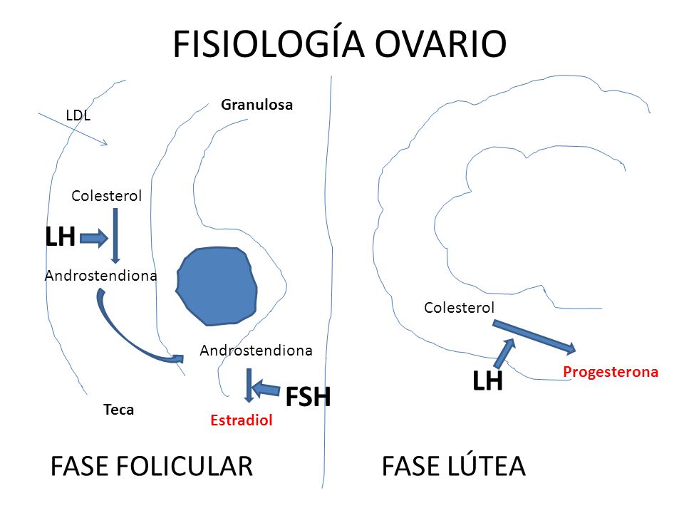 FISIOLOGÍA OVARIO LH LH FSH FASE FOLICULAR FASE LÚTEA Granulosa LDL