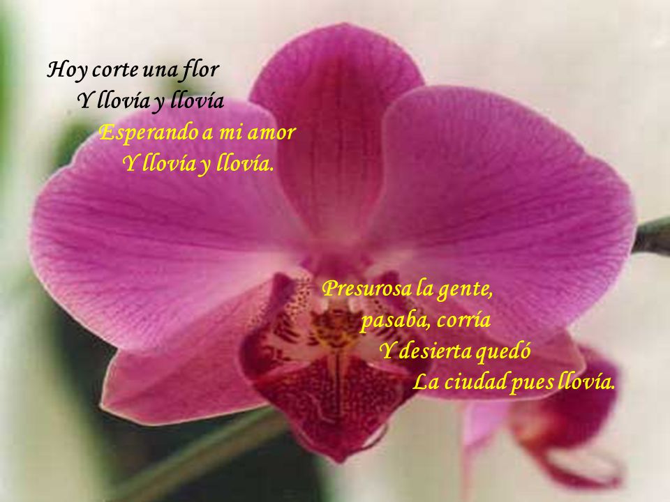 HOY CORTÉ UNA FLOR Hoy Corté Una Flor ENCIENDE TUS PARLANTES Y - ppt video  online descargar