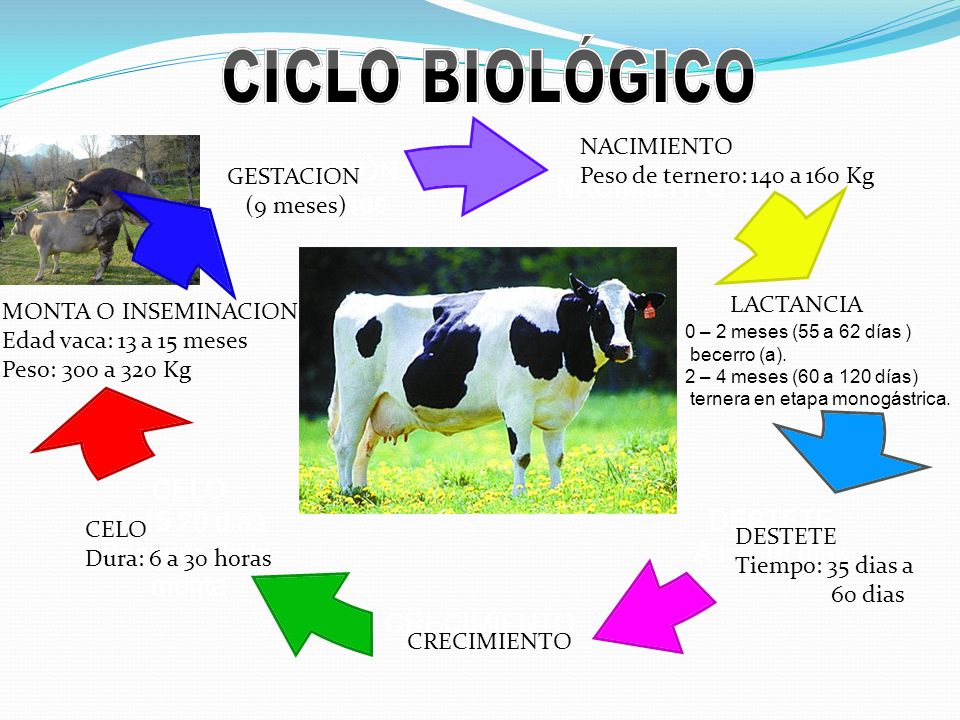 CICLO BIOLÓGICO NACIMIENTO Peso de ternero: 140 a 160 Kg GESTACION