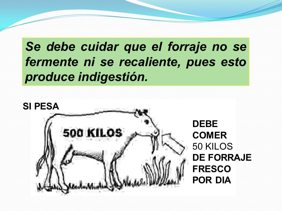 Se debe cuidar que el forraje no se fermente ni se recaliente, pues esto produce indigestión.
