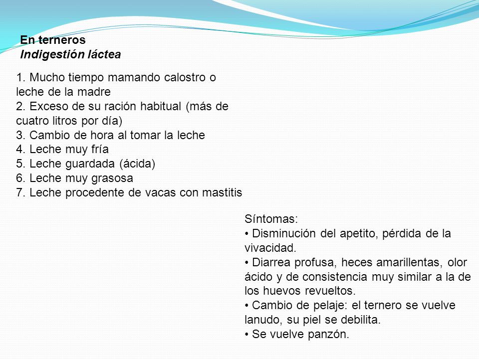 En terneros Indigestión láctea. 1. Mucho tiempo mamando calostro o leche de la madre.