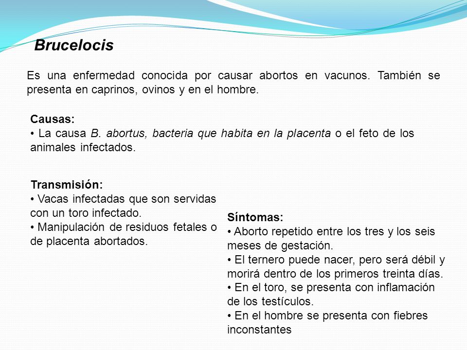 Brucelocis Es una enfermedad conocida por causar abortos en vacunos. También se presenta en caprinos, ovinos y en el hombre.