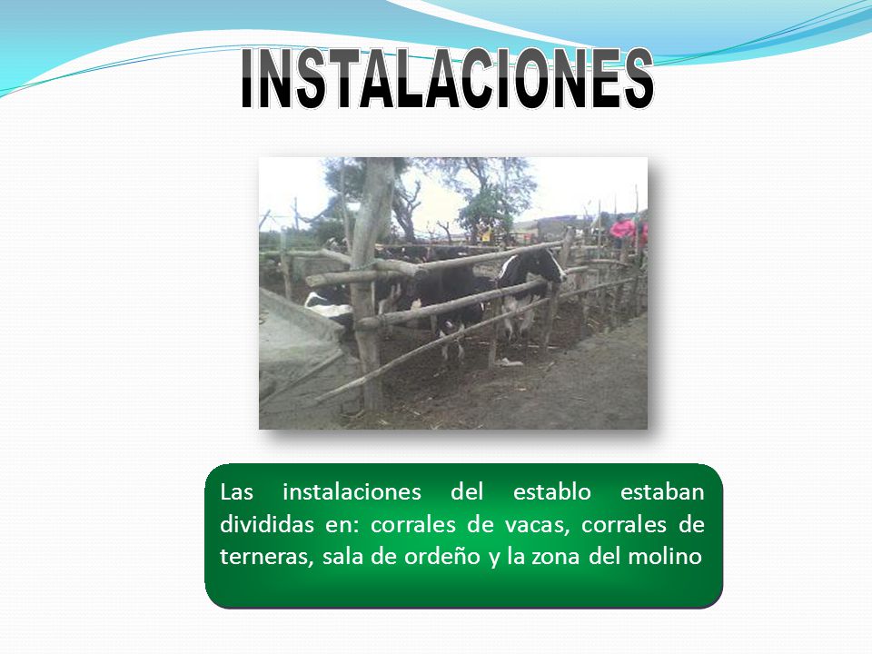 INSTALACIONES Las instalaciones del establo estaban divididas en: corrales de vacas, corrales de terneras, sala de ordeño y la zona del molino.