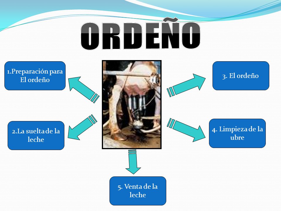 ORDEÑO 1.Preparación para 3. El ordeño El ordeño 4. Limpieza de la