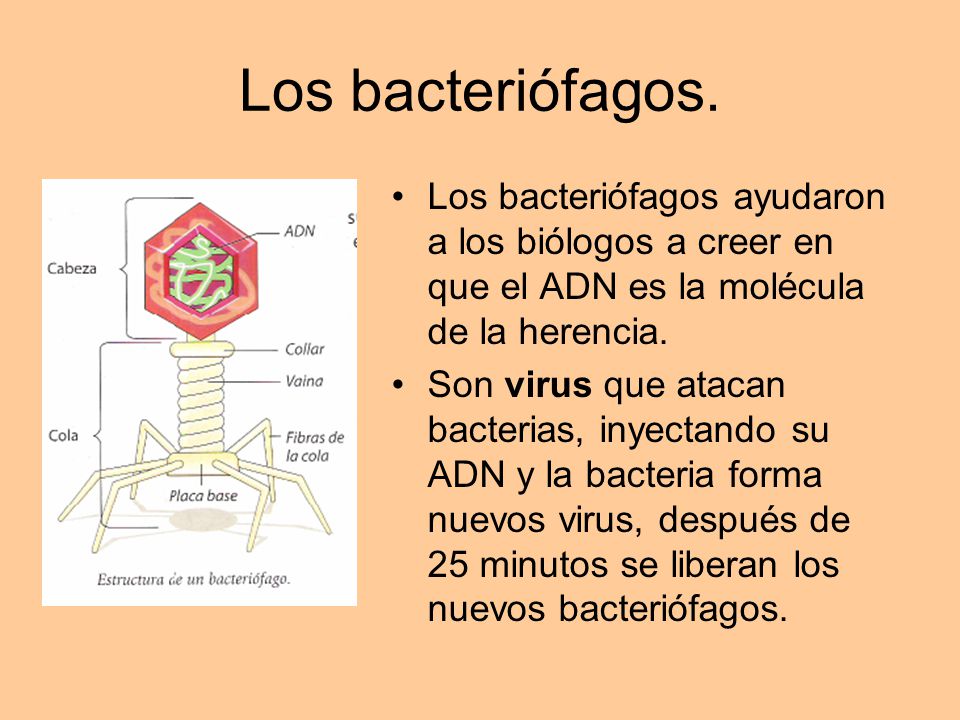 Los bacteriófagos. Los bacteriófagos ayudaron a los biólogos a creer en que el ADN es la molécula de la herencia.