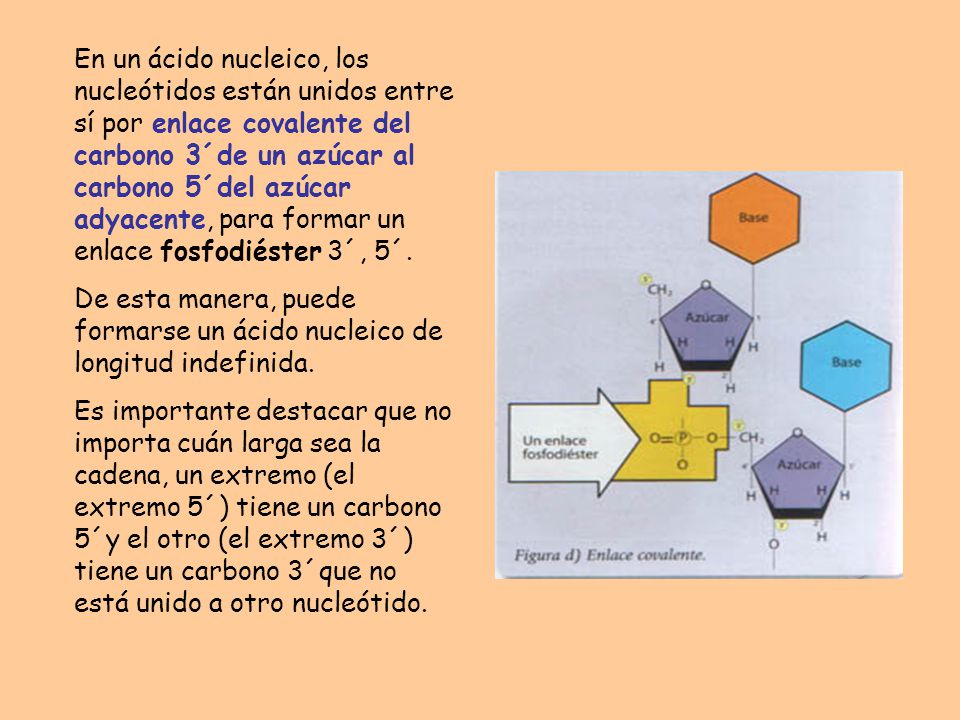 En un ácido nucleico, los nucleótidos están unidos entre sí por enlace covalente del carbono 3´de un azúcar al carbono 5´del azúcar adyacente, para formar un enlace fosfodiéster 3´, 5´.