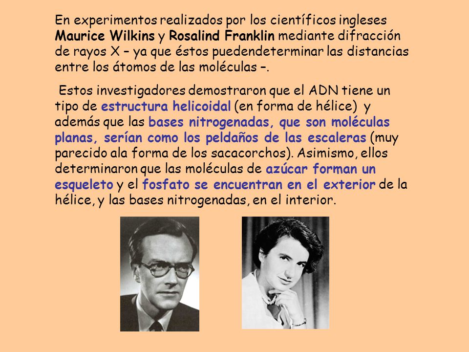 En experimentos realizados por los científicos ingleses Maurice Wilkins y Rosalind Franklin mediante difracción de rayos X – ya que éstos puedendeterminar las distancias entre los átomos de las moléculas –.