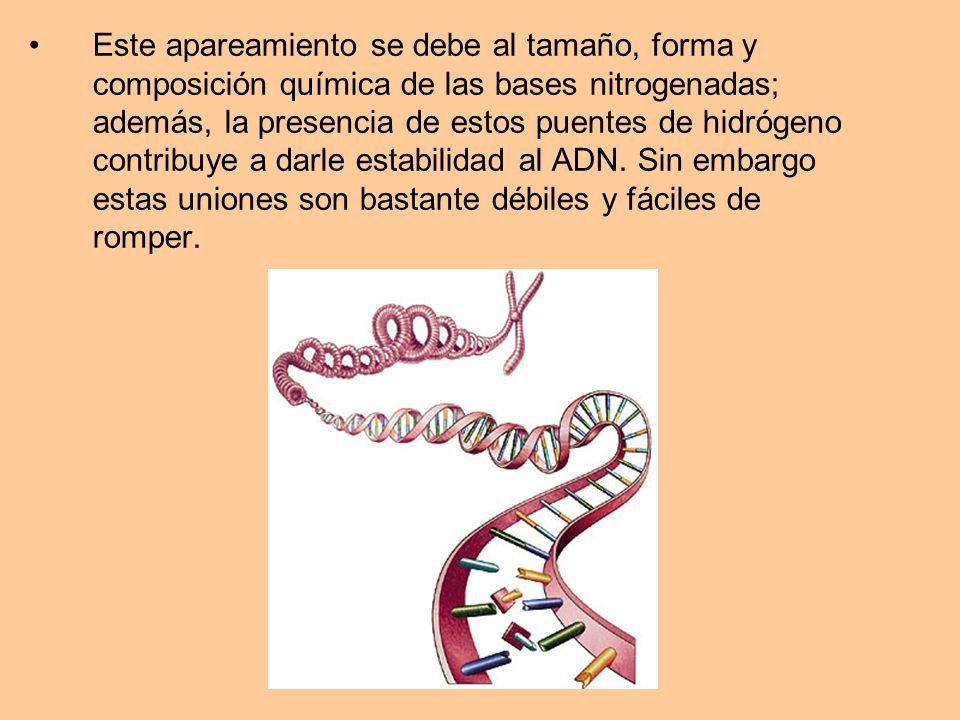 Este apareamiento se debe al tamaño, forma y composición química de las bases nitrogenadas; además, la presencia de estos puentes de hidrógeno contribuye a darle estabilidad al ADN.