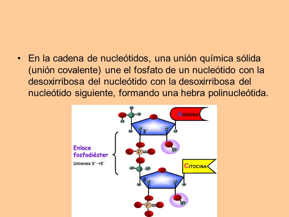 En la cadena de nucleótidos, una unión química sólida (unión covalente) une el fosfato de un nucleótido con la desoxirribosa del nucleótido con la desoxirribosa del nucleótido siguiente, formando una hebra polinucleótida.