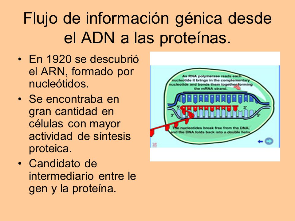 Flujo de información génica desde el ADN a las proteínas.