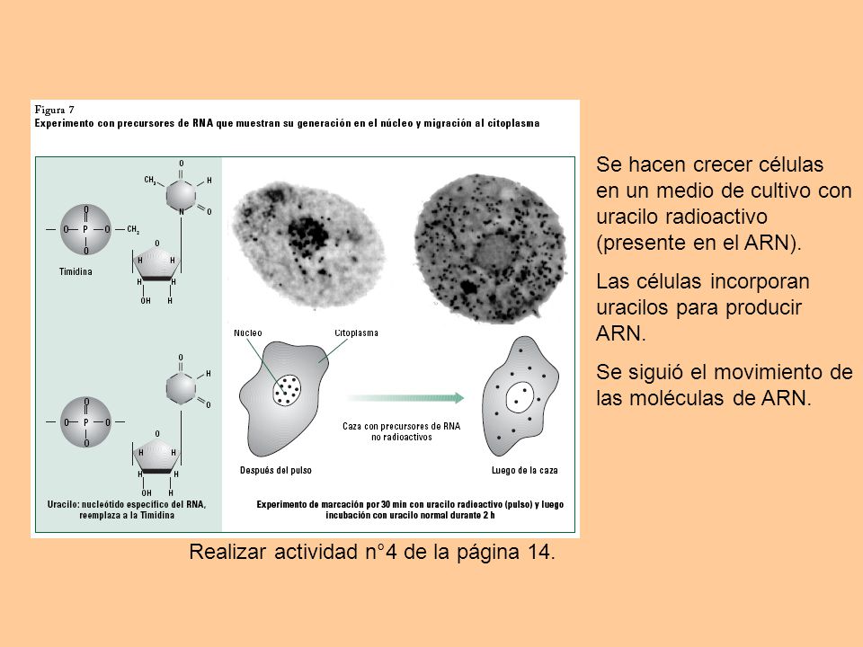 Se hacen crecer células en un medio de cultivo con uracilo radioactivo (presente en el ARN).