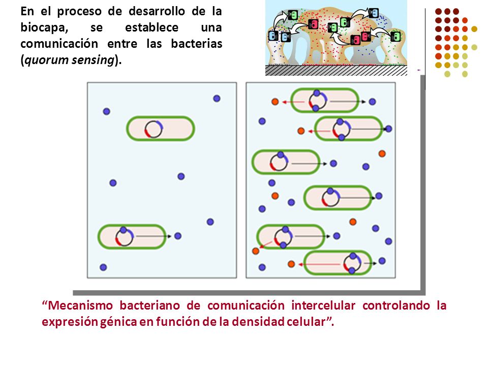 En el proceso de desarrollo de la biocapa, se establece una comunicación entre las bacterias (quorum sensing).