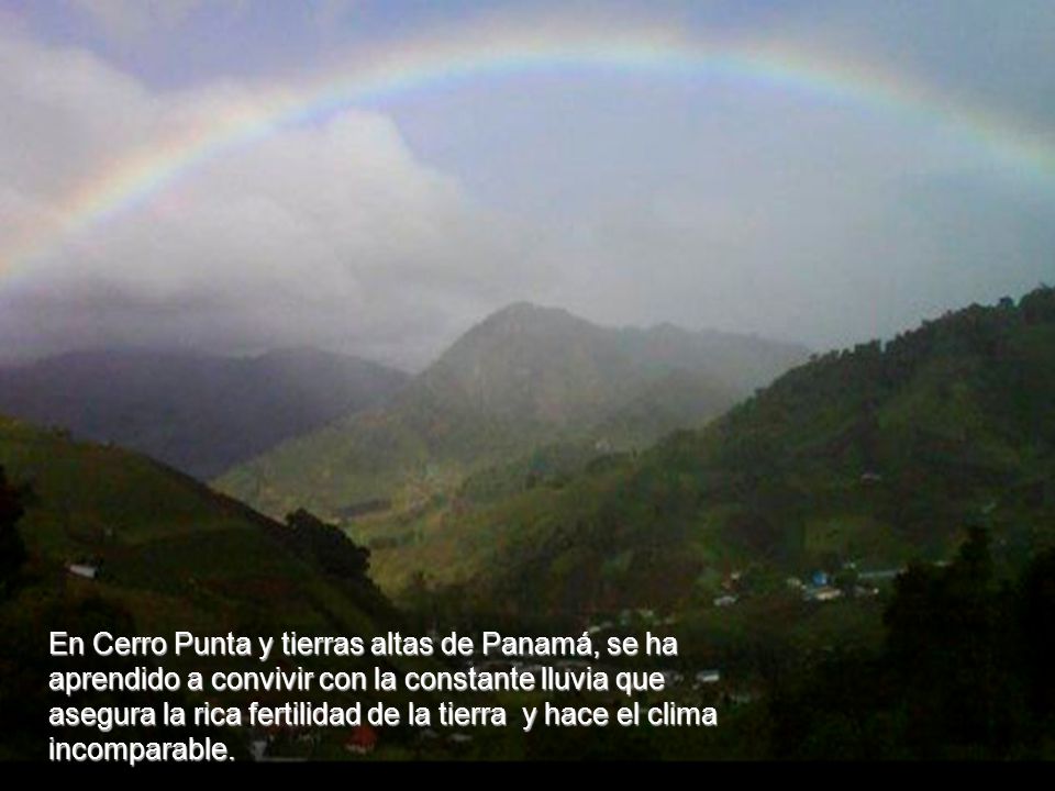 En Cerro Punta y tierras altas de Panamá, se ha aprendido a convivir con la constante lluvia que asegura la rica fertilidad de la tierra y hace el clima incomparable.
