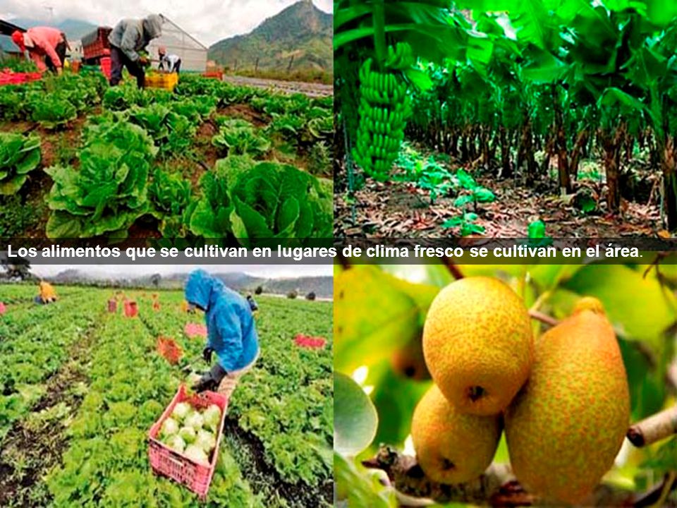 Los alimentos que se cultivan en lugares de clima fresco se cultivan en el área.