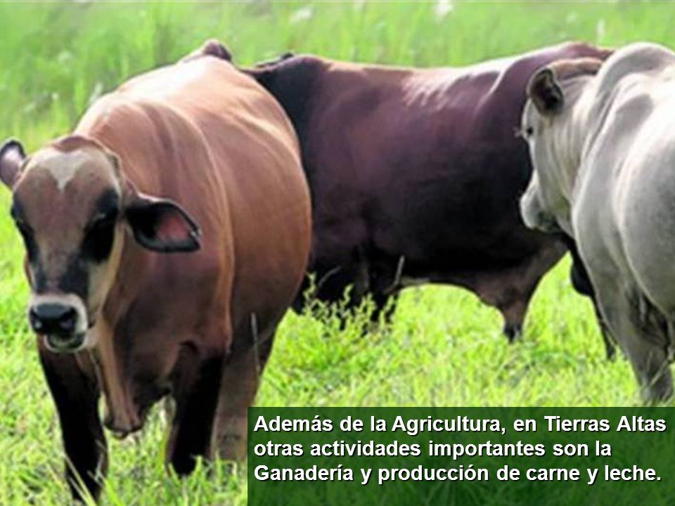 Además de la Agricultura, en Tierras Altas otras actividades importantes son la Ganadería y producción de carne y leche.