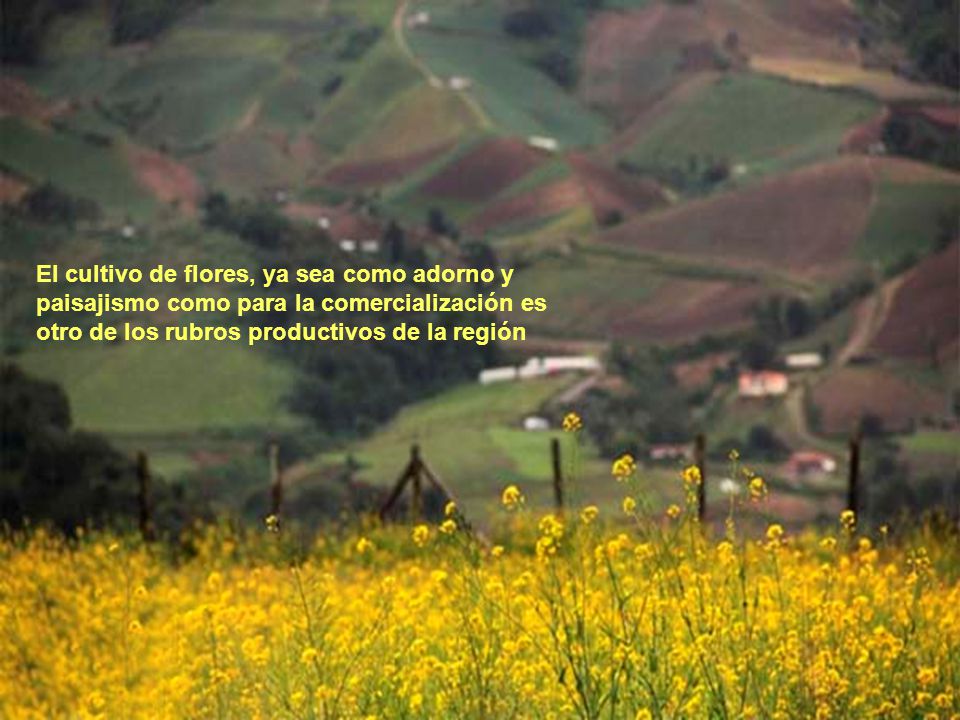 El cultivo de flores, ya sea como adorno y paisajismo como para la comercialización es otro de los rubros productivos de la región
