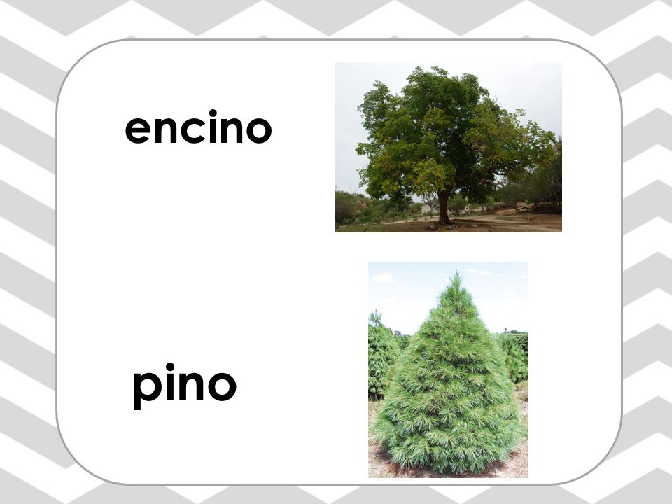 encino Vocabulario: (Indicar sonido inicial, segmentar sonidos, dividir en silabas)