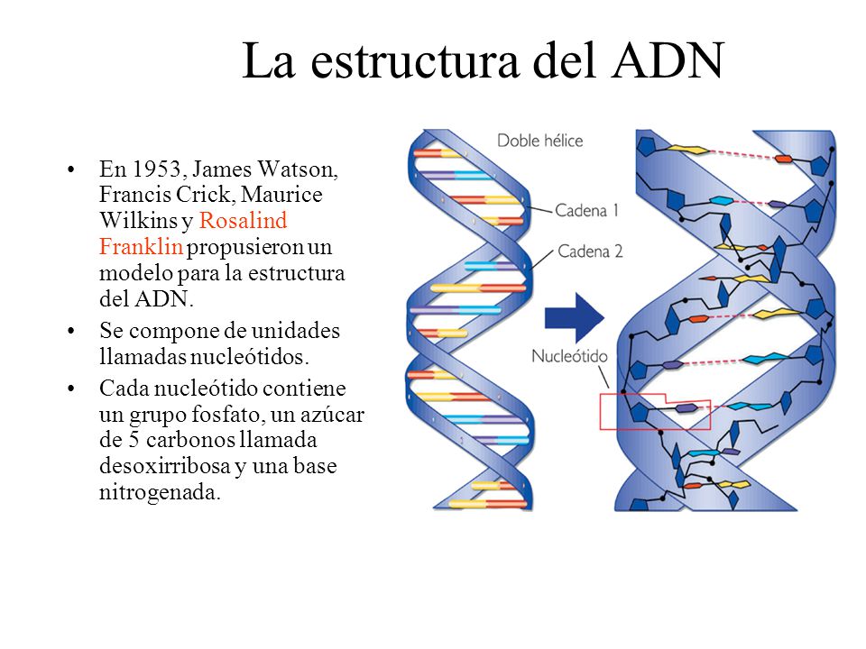La estructura del ADN En 1953, James Watson, Francis Crick, Maurice Wilkins y Rosalind Franklin propusieron un modelo para la estructura del ADN.