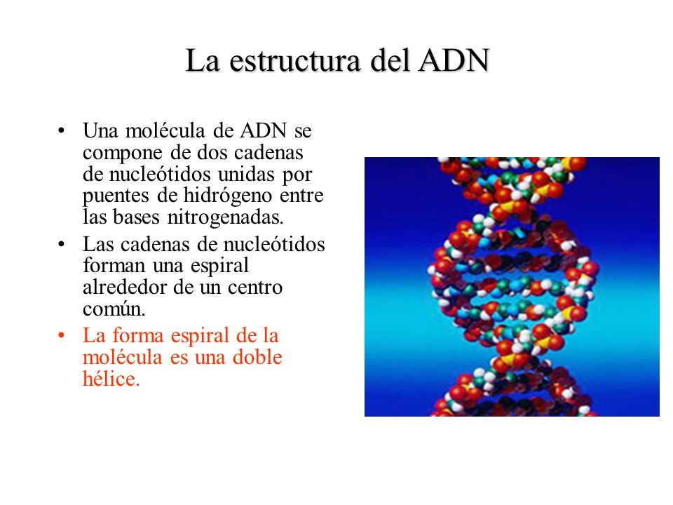 La estructura del ADN Una molécula de ADN se compone de dos cadenas de nucleótidos unidas por puentes de hidrógeno entre las bases nitrogenadas.