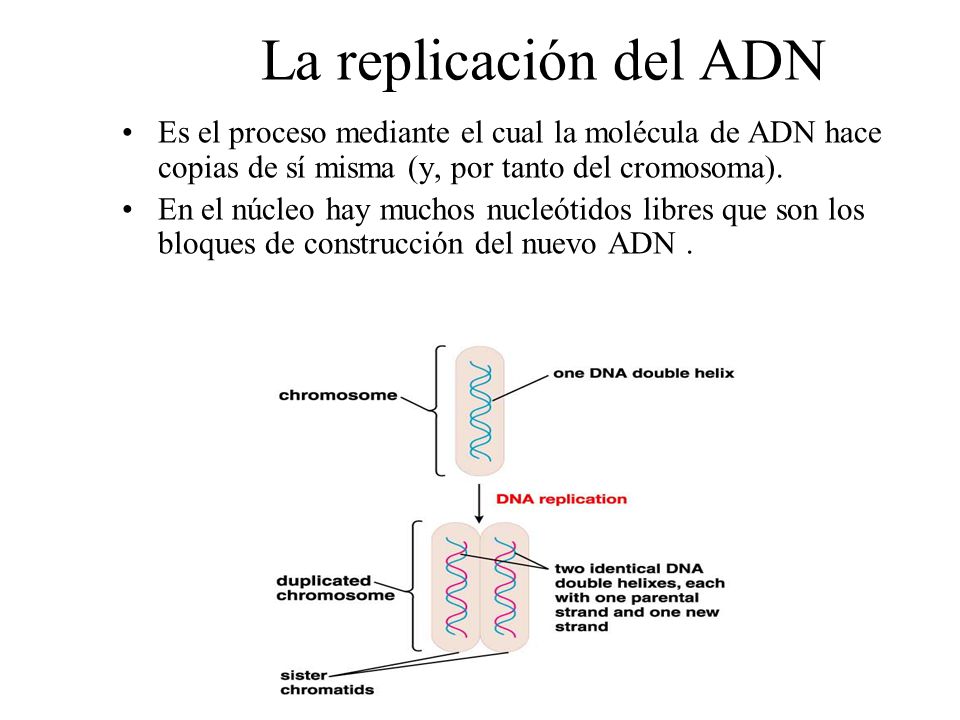 La replicación del ADN Es el proceso mediante el cual la molécula de ADN hace copias de sí misma (y, por tanto del cromosoma).