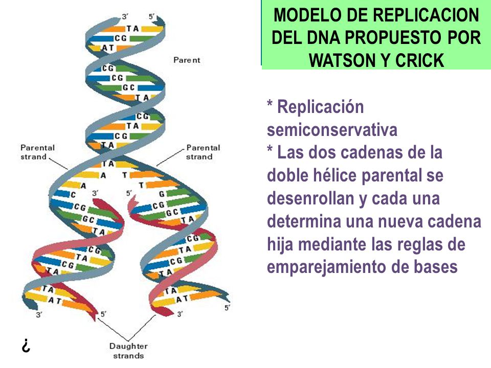 MODELO DE REPLICACION DEL DNA PROPUESTO POR WATSON Y CRICK
