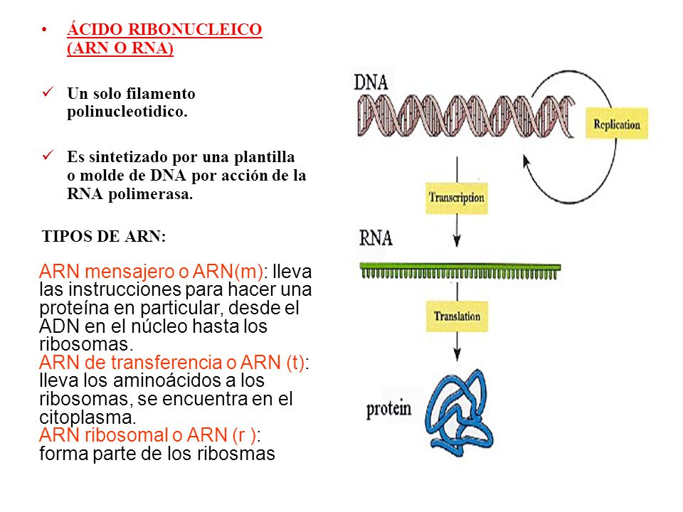 ARN ribosomal o ARN (r ): forma parte de los ribosmas