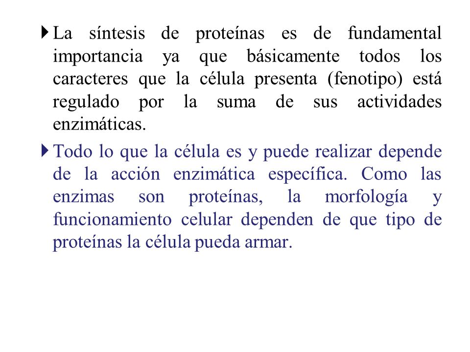La síntesis de proteínas es de fundamental importancia ya que básicamente todos los caracteres que la célula presenta (fenotipo) está regulado por la suma de sus actividades enzimáticas.