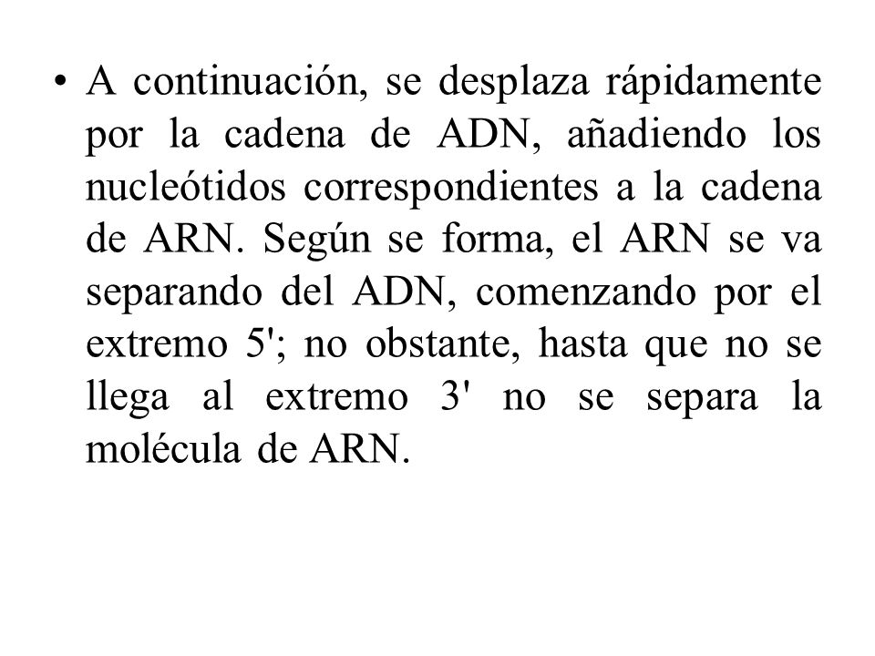 A continuación, se desplaza rápidamente por la cadena de ADN, añadiendo los nucleótidos correspondientes a la cadena de ARN.