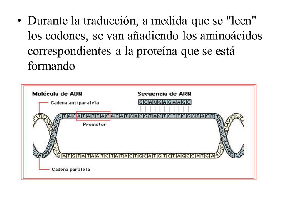 Durante la traducción, a medida que se leen los codones, se van añadiendo los aminoácidos correspondientes a la proteína que se está formando