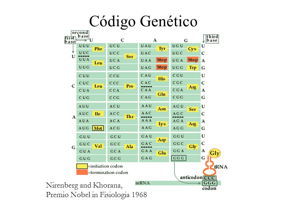 Código Genético Nirenberg and Khorana, Premio Nobel in Fisiologia 1968