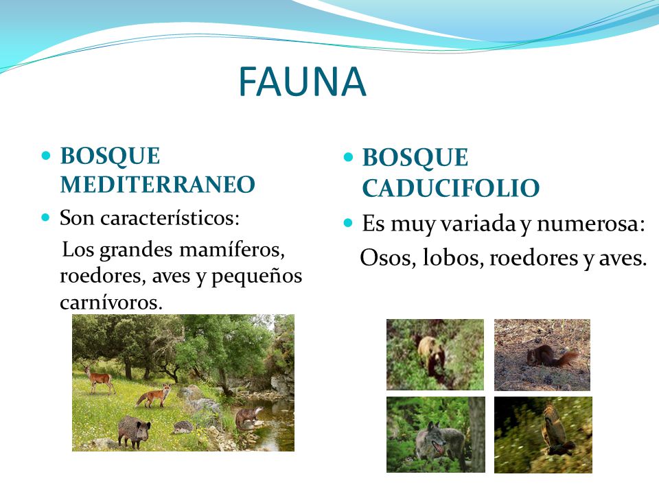 BIOMAS DE CLIMAS TEMPLADOS - ppt descargar BIOMAS DE CLIMAS TEMPLADOS - ppt descargar