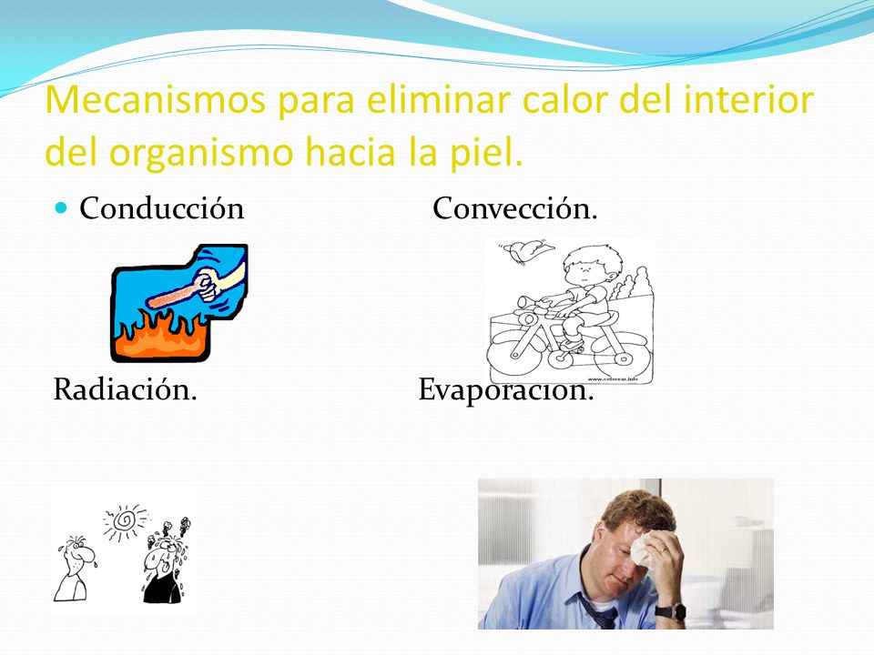 Mecanismos para eliminar calor del interior del organismo hacia la piel.