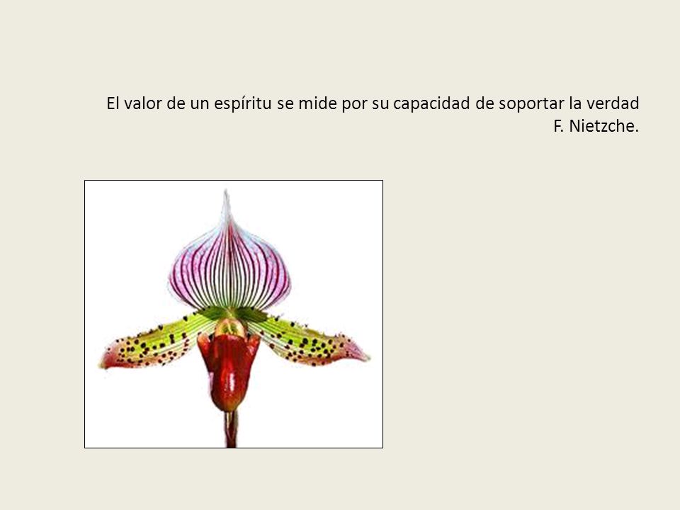 El valor de un espíritu se mide por su capacidad de soportar la verdad F. Nietzche.
