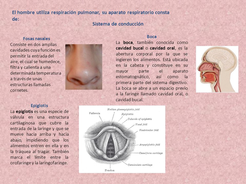 El hombre utiliza respiración pulmonar, su aparato respiratorio consta de: