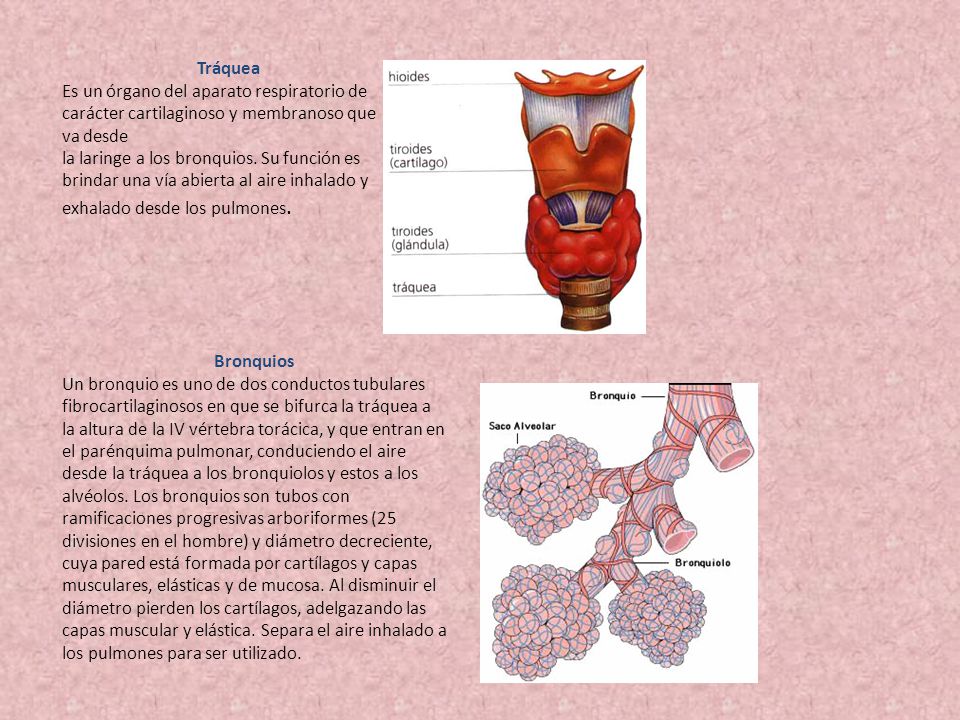 Tráquea Es un órgano del aparato respiratorio de carácter cartilaginoso y membranoso que va desde.